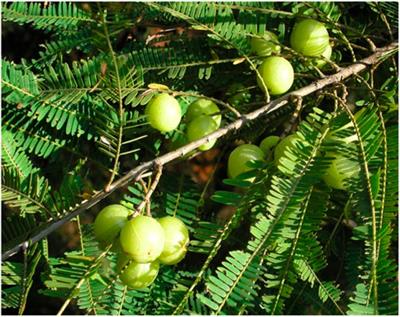 Phyllanthus emblica: a comprehensive review of its phytochemical composition and pharmacological properties